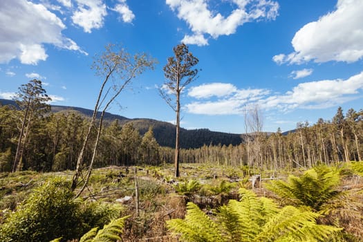 STYX VALLEY, AUSTRALIA - FEBRUARY 20: Forestry Tasmania continues logging of Southwest National Park in the Styx Valley, a World Heritage Area. This area contans old growth native forest. Bob Brown Foundation continues to fight to protect these areas for both the environment and future generations. Images taken on February 20, 2024.