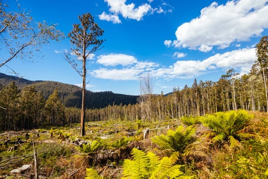 STYX VALLEY, AUSTRALIA - FEBRUARY 20: Forestry Tasmania continues logging of Southwest National Park in the Styx Valley, a World Heritage Area. This area contans old growth native forest. Bob Brown Foundation continues to fight to protect these areas for both the environment and future generations. Images taken on February 20, 2024.