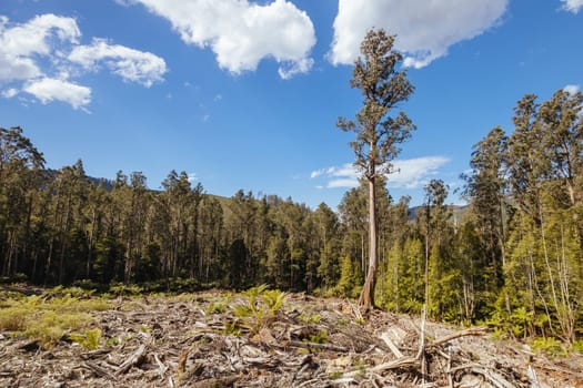 STYX VALLEY, AUSTRALIA - FEBRUARY 20: Forestry Tasmania continues logging of Southwest National Park in the Styx Valley, a World Heritage Area. This area contans old growth native forest. Bob Brown Foundation continues to fight to protect these areas for both the environment and future generations. Images taken on February 20, 2024.