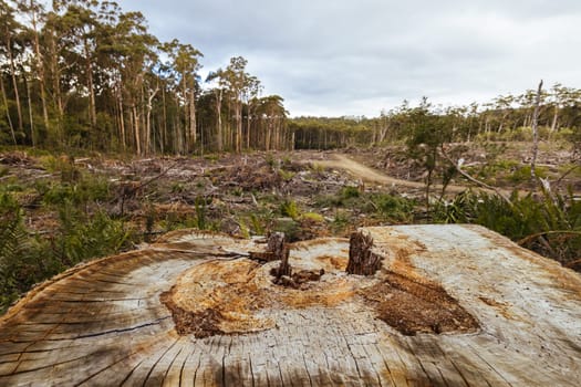 DOVER, AUSTRALIA - FEBRUARY 23: Forestry Tasmania continues logging of Southwest National Park near Dover, a World Heritage Area. This area contans old growth native forest, and home to the critically endangered Swift Parrot. Bob Brown Foundation continues to fight to protect these areas for both the environment and future generations. Images taken on February 23, 2024.