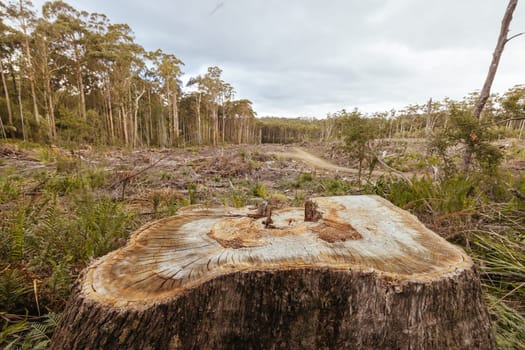 DOVER, AUSTRALIA - FEBRUARY 23: Forestry Tasmania continues logging of Southwest National Park near Dover, a World Heritage Area. This area contans old growth native forest, and home to the critically endangered Swift Parrot. Bob Brown Foundation continues to fight to protect these areas for both the environment and future generations. Images taken on February 23, 2024.