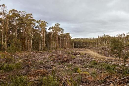 DOVER, AUSTRALIA - FEBRUARY 23: Forestry Tasmania continues logging of Southwest National Park near Dover, a World Heritage Area. This area contans old growth native forest, and home to the critically endangered Swift Parrot. Bob Brown Foundation continues to fight to protect these areas for both the environment and future generations. Images taken on February 23, 2024.