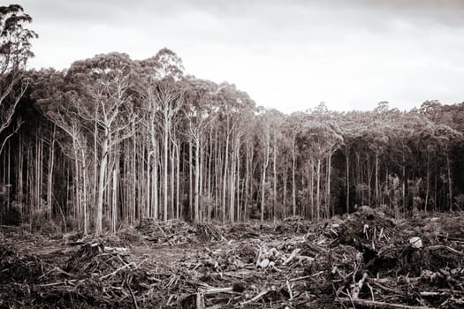 DOVER, AUSTRALIA - FEBRUARY 23: Forestry Tasmania continues logging of Southwest National Park near Dover, a World Heritage Area. This area contans old growth native forest, and home to the critically endangered Swift Parrot. Bob Brown Foundation continues to fight to protect these areas for both the environment and future generations. Images taken on February 23, 2024.