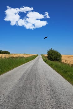 Road, landscape and grass with blue sky in countryside for travel, adventure or roadtrip with birds in nature. Street, clouds or location in Amsterdam with journey, roadway or environment for tourism.