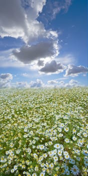 Chamomile, field or nature with grass for flowers, plants or sustainable growth in environment. Clouds in background, sky or landscape of meadow, lawn or natural pasture for white daisies and ecology.