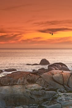 Ocean, sunset or seagull flying in air with rocks or sustainable environment of birds in nature. Golden sky, clouds or sunlight on water on beach, calm or cape town for tourist destination to travel.