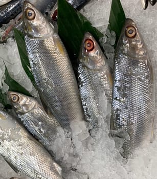fresh fish milkfish or Chanos chanos or Chanidae or Cretaceous or tautonym or awa or ava or bangus or bandeng or bolu or in the market