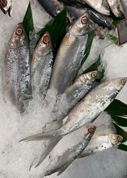 fresh fish milkfish or Chanos chanos or Chanidae or Cretaceous or tautonym or awa or ava or bangus or bandeng or bolu or in the market