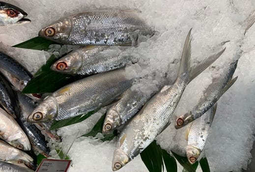 fresh fish milkfish or Chanos chanos or Chanidae or Cretaceous or tautonym or awa or ava or bangus or bandeng or bolu or in the market