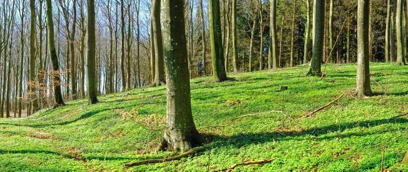 Forest, woods and environment with trees, sunshine and grass with spring and natural. Empty, fresh air and countryside with landscape and peace with plants or growth with field and green with ecology.