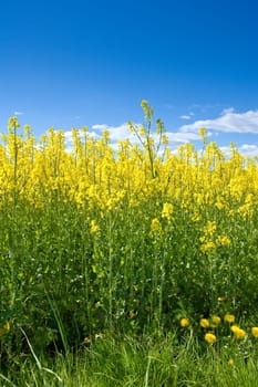 Sky, field or environment with grass for flowers, agro farming or sustainable growth in nature. Background, yellow canola plants or landscape of meadow, lawn or natural pasture for crops and ecology.