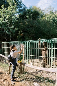 Mother with a little girl in her arms stands near the fence and throws apples to a brown bear. High quality photo