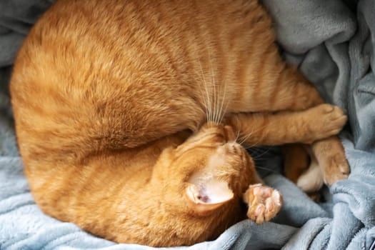Ginger cat curled up in a ball and sleeps close up
