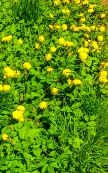 Yellow dandelions on the green flower meadow in summer in Leherheide Bremerhaven Bremen Germany.