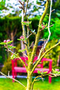 White and pink scented fresh apple tree and pear tree flowers in Leherheide Bremerhaven Bremen Germany.