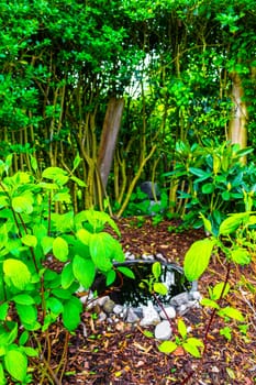 Small landscaped garden pond in nature in Leherheide Bremerhaven Bremen Germany.