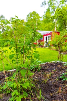 Green Garden with trees plants hut compost beds lawn and barbecue area in Leherheide Bremerhaven Bremen Germany.