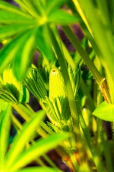 Fresh green lupine plant in the garden with morning dew drops in Leherheide Bremerhaven Bremen Germany.