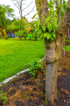 Green Garden with trees plants hut compost beds lawn and barbecue area in Leherheide Bremerhaven Bremen Germany.