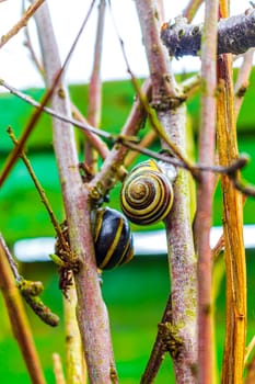 Snails Snails mollask with house sticking to the branch in Leherheide Bremerhaven Bremen Germany.