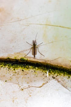 Large crane fly Tipulidae insect on the wall in the garden in Leherheide Bremerhaven Bremen Germany.