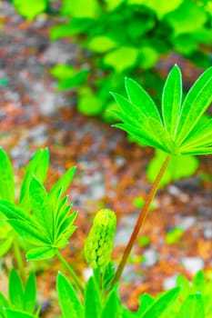 Fresh green lupine plant in the garden with morning dew drops in Leherheide Bremerhaven Bremen Germany.