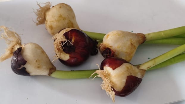tubers flowers tulips, plant flora botanical species. High quality photo