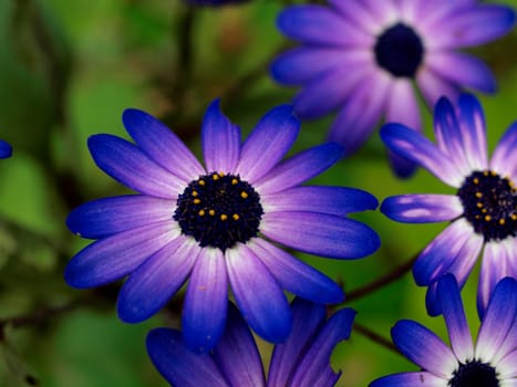 A close-up view of a single flower, its vibrant purple petals catching the sunlight. The intricate dark center adds depth and contrast. The daisy-like bloom radiates natural beauty against a soft-focus green background. Whether a symbol of love, resilience, or simply a moment of serenity, this flower invites contemplation.
