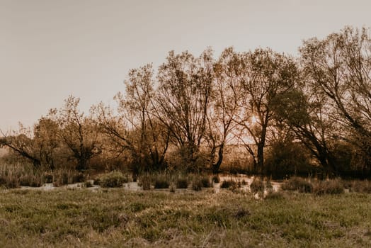 warm summer evening in nature near the wild forest and the pond at sunset. wild untouched nature without people. green trees, thick grass, calm river water. hot orange color of the sky at sunrise