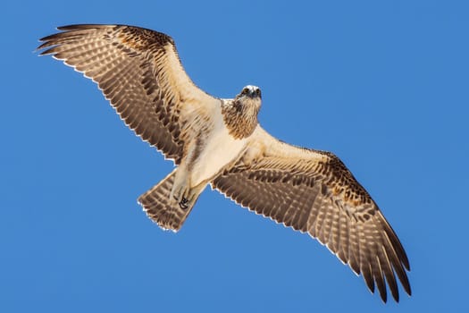 The osprey, also called sea hawk, river hawk, and fish hawk, is a diurnal, fish eating bird of prey with a cosmopolitan range. It is a large raptor, brown on the upperparts and greyish on the head