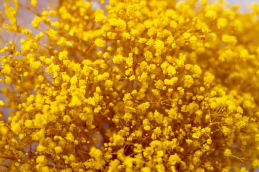 Close up painted dried flowers for decor, yellow pink blue green, small inflorescences, floral background. Bright summer joyful mood.