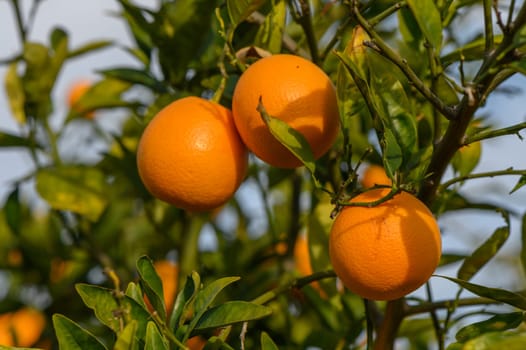 orange tree branches with ripe juicy fruits. natural fruit background outdoors 3