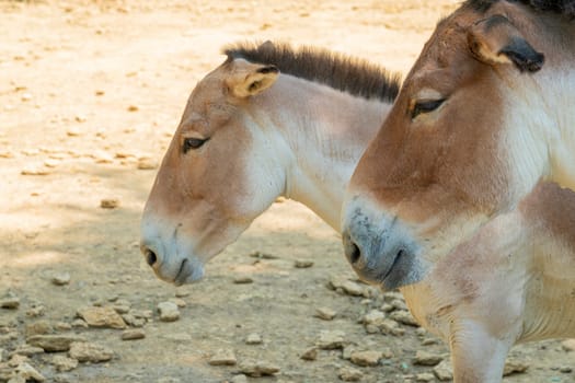 a pair of kulan individuals on a homogeneous background. photo