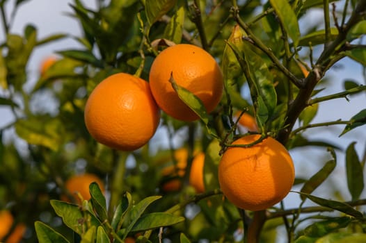 orange tree branches with ripe juicy fruits. natural fruit background outdoors 4
