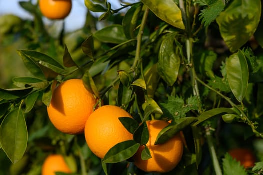 Bouquet of ripe oranges hanging on a tree, Cyprus, Gaziveren 8