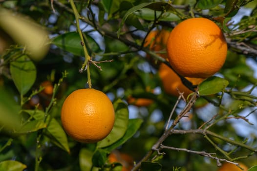 Bouquet of ripe oranges hanging on a tree, Cyprus, Gaziveren 9