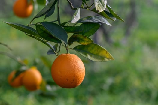 orange tree branches with ripe juicy fruits. natural fruit background outdoors