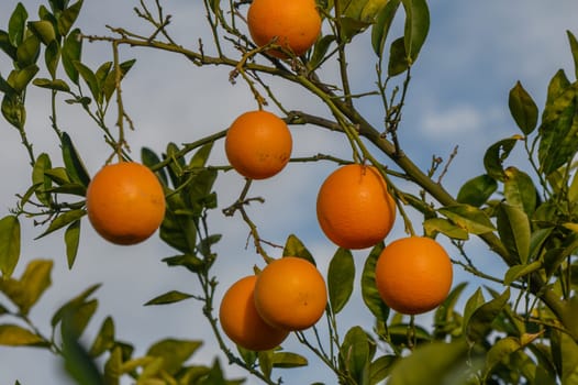orange tree branches with ripe juicy fruits. natural fruit background outdoors 1
