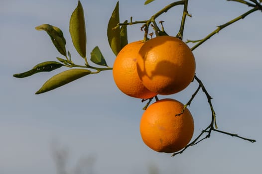 Ripe oranges hanging between the leaves on the branches of the trees of an organic citrus grove, in winter. Traditional agriculture.