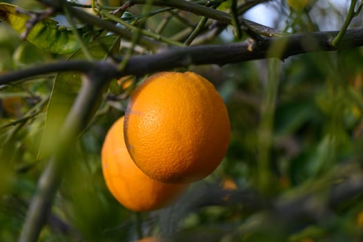 Ripe oranges hanging between the leaves on the branches of the trees of an organic citrus grove, in winter. Traditional agriculture. 3