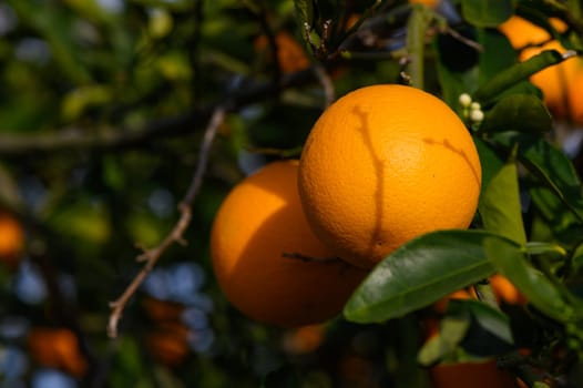 Bouquet of ripe oranges hanging on a tree, Cyprus, Gaziveren 1