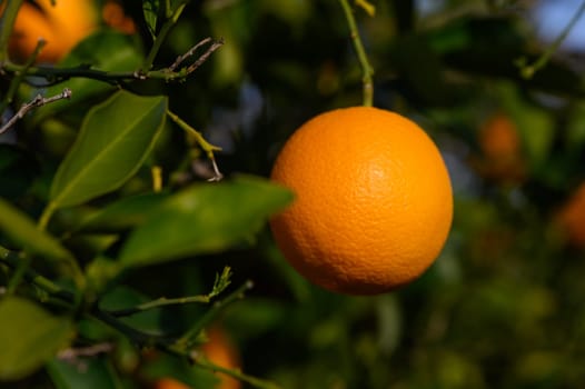 Bouquet of ripe oranges hanging on a tree, Cyprus, Gaziveren 4