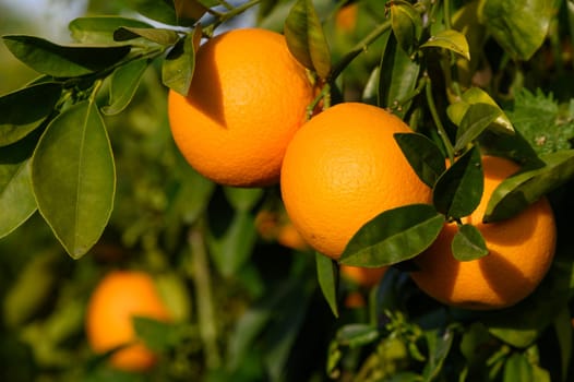 Bouquet of ripe oranges hanging on a tree, Cyprus, Gaziveren 5