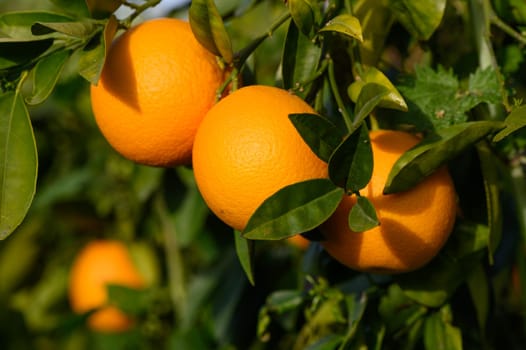 Bouquet of ripe oranges hanging on a tree, Cyprus, Gaziveren 6