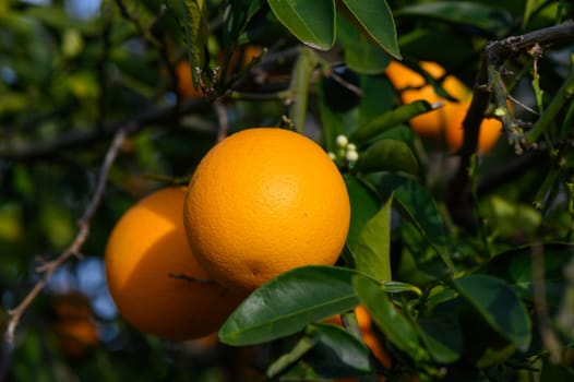 Ripe oranges hanging between the leaves on the branches of the trees of an organic citrus grove, in winter. Traditional agriculture. 5