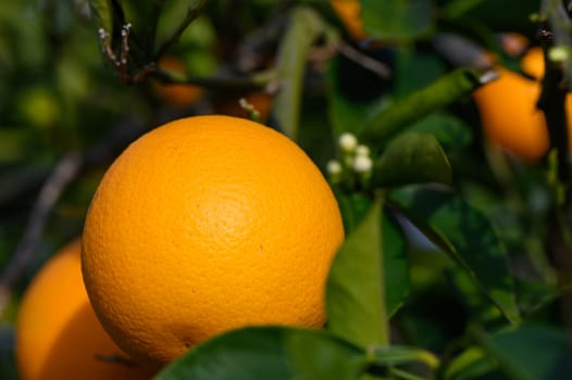 Ripe oranges hanging between the leaves on the branches of the trees of an organic citrus grove, in winter. Traditional agriculture. 6