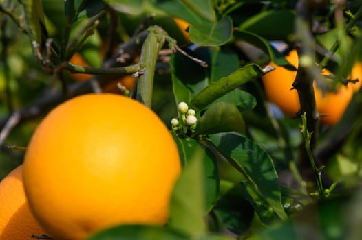 Ripe oranges hanging between the leaves on the branches of the trees of an organic citrus grove, in winter. Traditional agriculture. 7