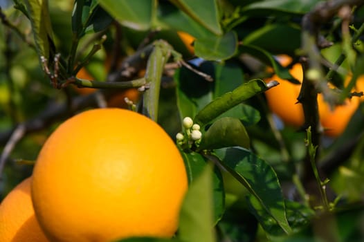 Ripe oranges hanging between the leaves on the branches of the trees of an organic citrus grove, in winter. Traditional agriculture. 8