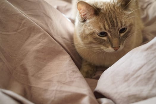 Front view of a cute beautiful Siamese breed cat on a classic brown blanket. High quality photo