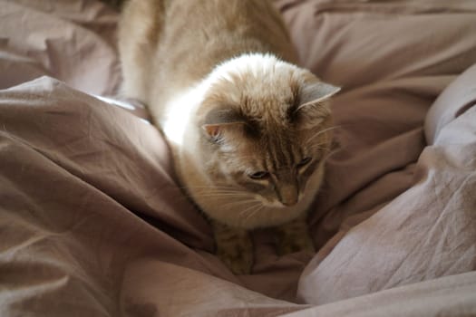 Front view of a cute beautiful Siamese breed cat on a classic brown blanket. High quality photo